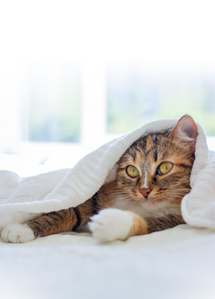 cat under a blanket