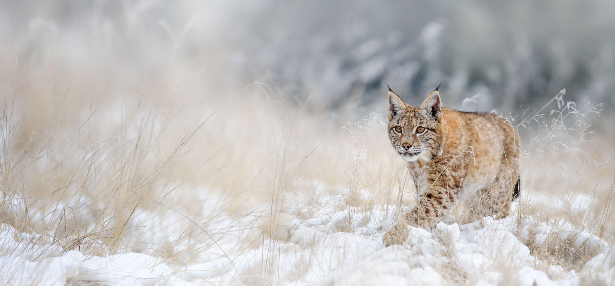 lynx creeping through the snow