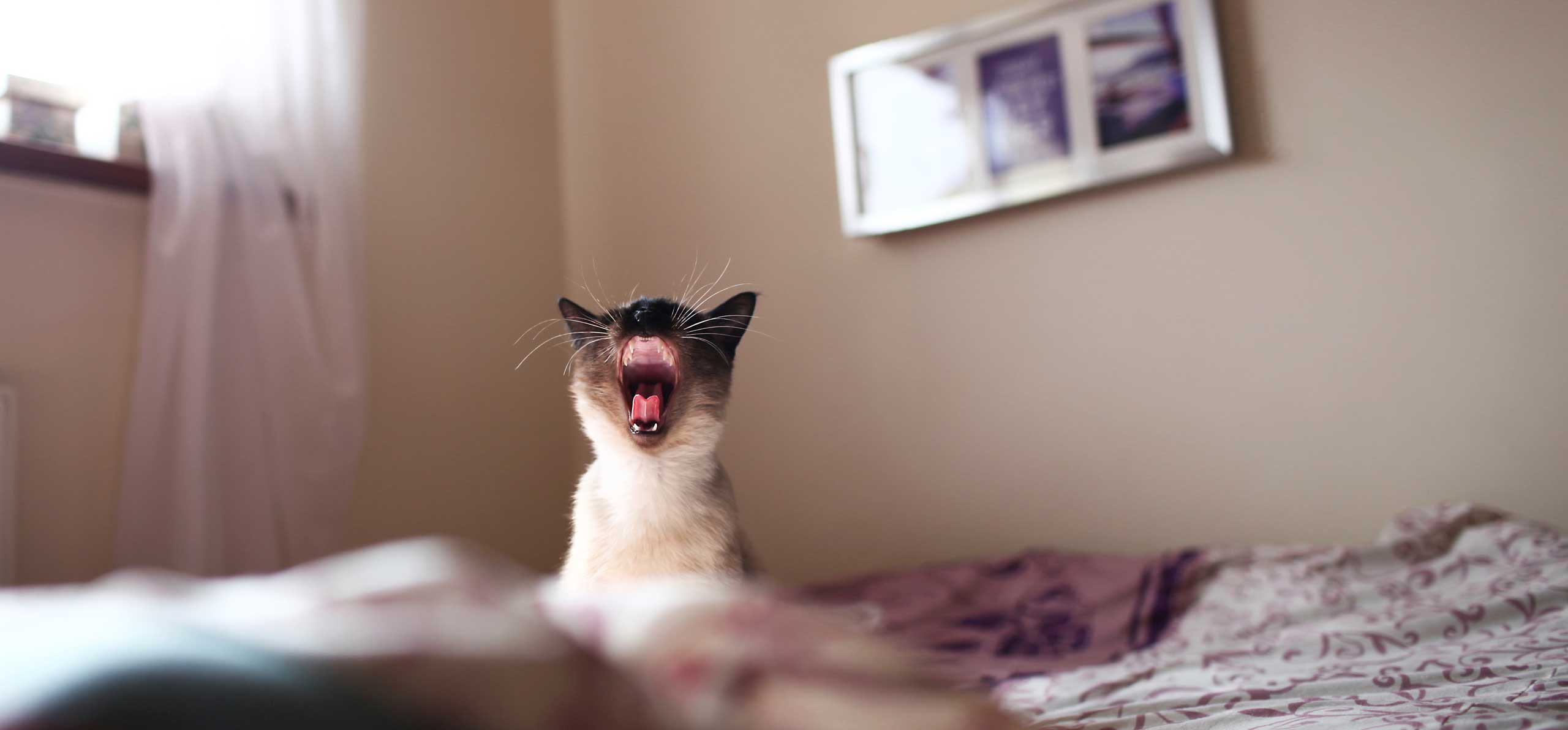 cat yawning on a bed
