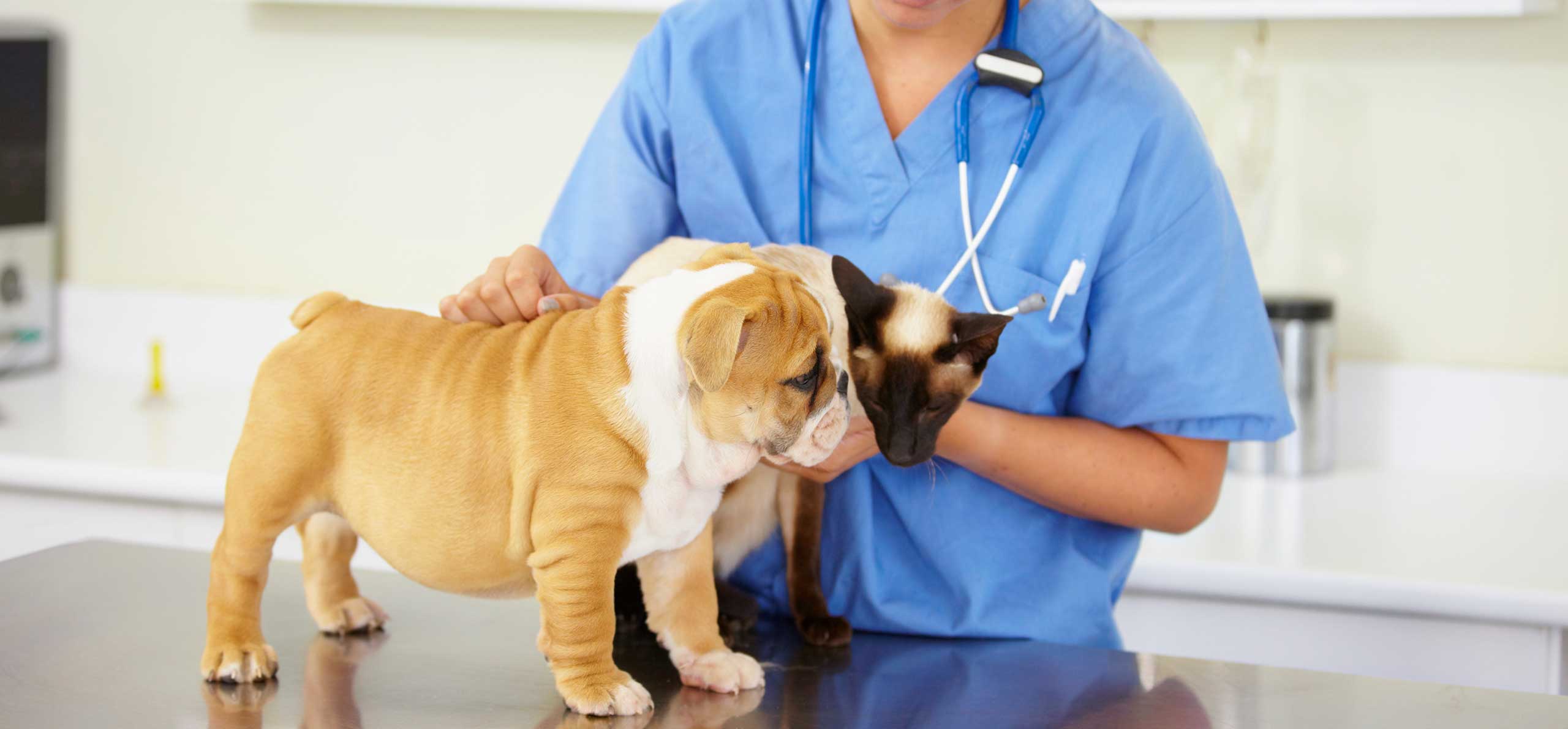 dog and cat interacting on a vet table