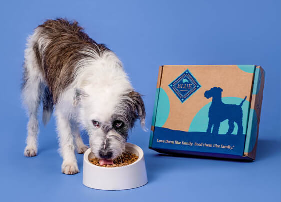 image of a dog eating from a bowl, blue buffalo bag in the background