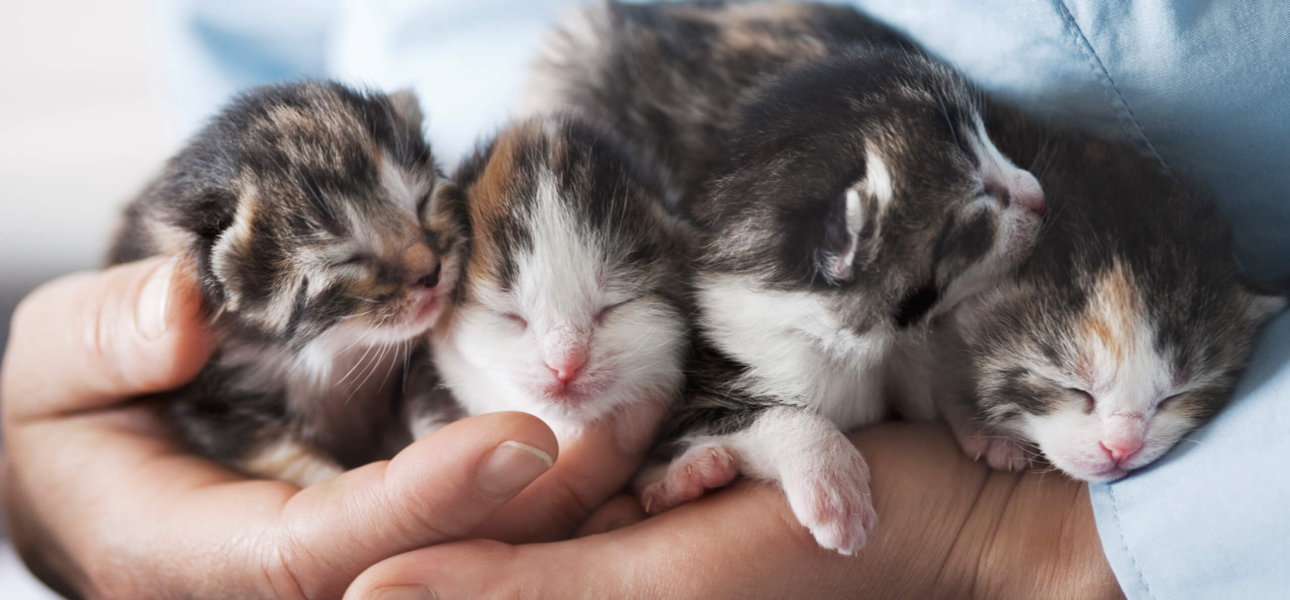 four kittens sleeping in both hands of an individual