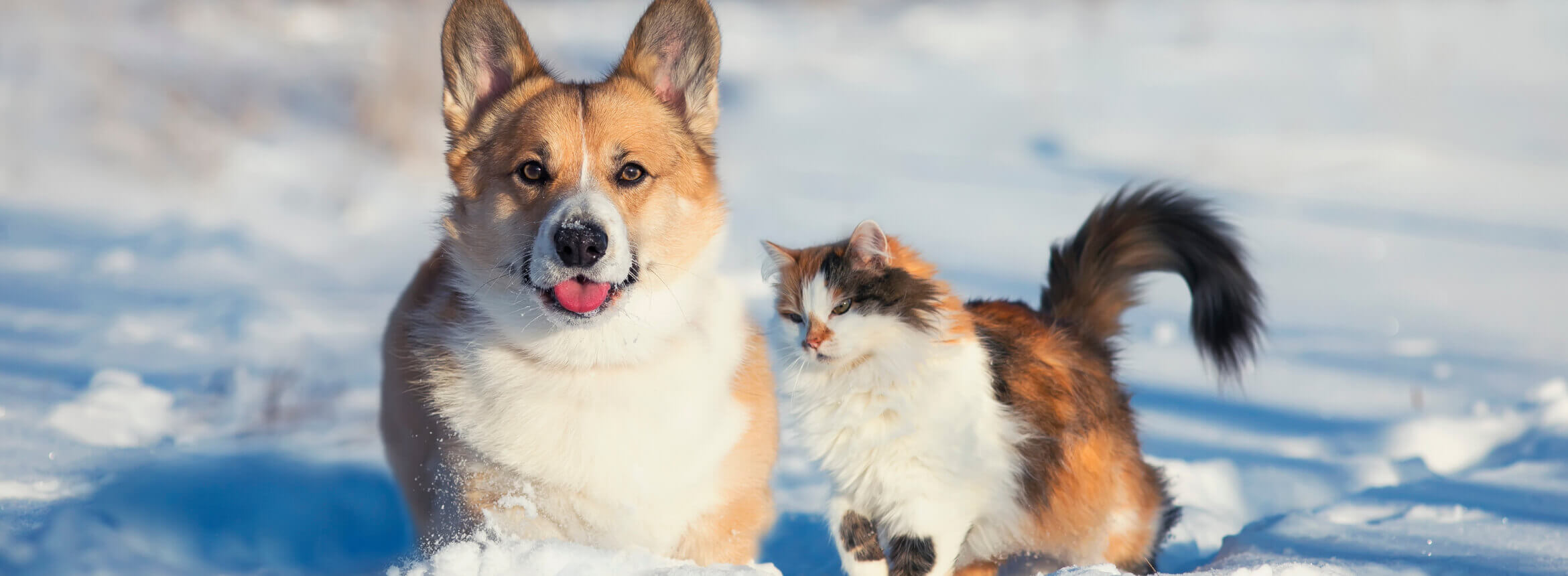 A dog and cat walking in the snow, enjoying a winter stroll together.