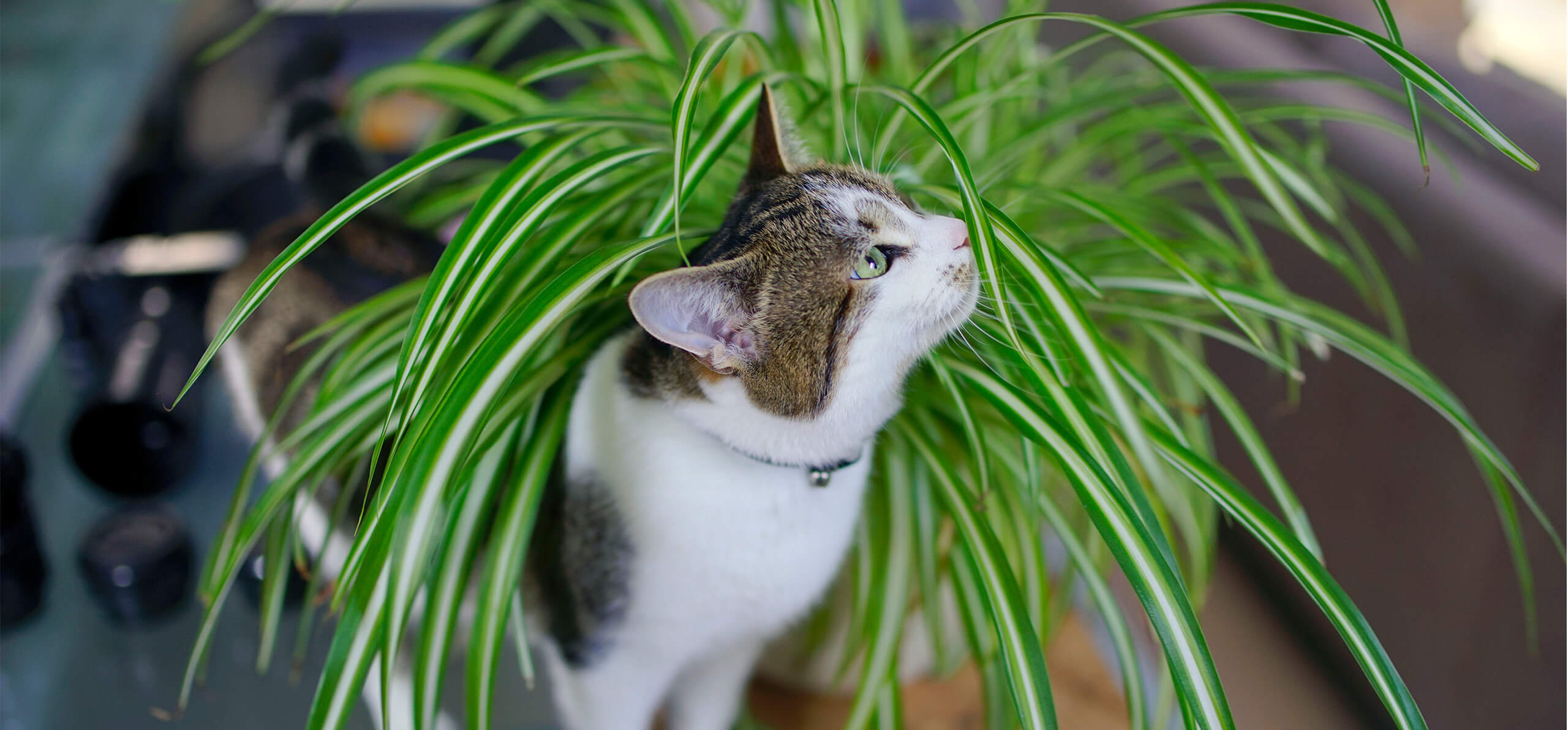 cat brushing itself on an indoor plant