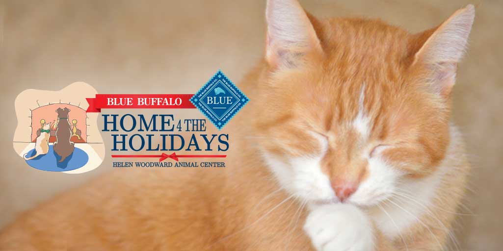 Telly the cat adopted in Blue Buffalo Home 4 The Holidays Pet Adoption Drive