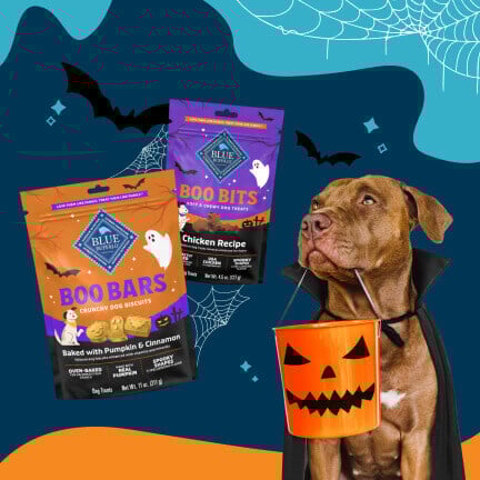 A dog has a Halloween basket hanging from their mouth. Packs of Boo Bars & Bits, spiders, webs, & bats are at the top.