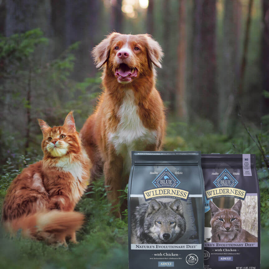 An orange tabby cat and a Nova Scotia Duck Tolling Retriever stand in a majestic forest with bags of BLUE Wilderness cat and dog food superimposed beside them.