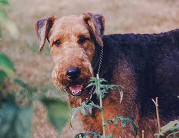 airedale terrier named blue