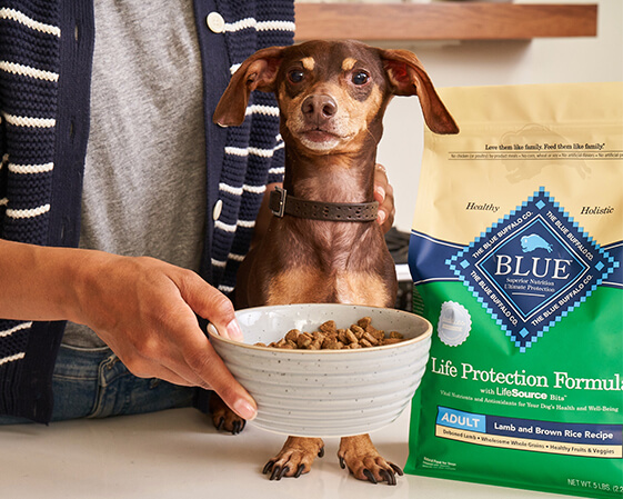 Blue buffalo freedom senior dog food best sale