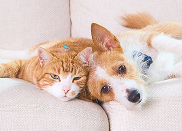 A dog and a cat peacefully resting together on a cozy couch.