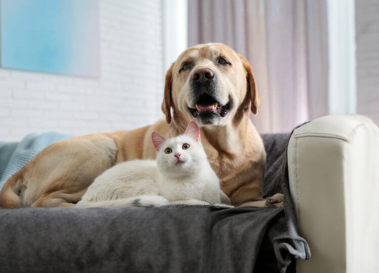 A dog and a cat are sitting together on a couch. They're both looking at the camera.