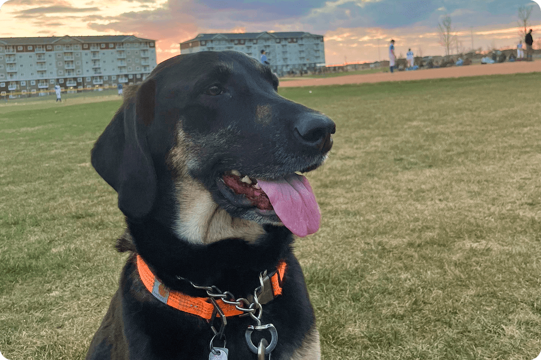 Bauer is looking really peaceful while sitting in a big open field with the sun setting in the background.