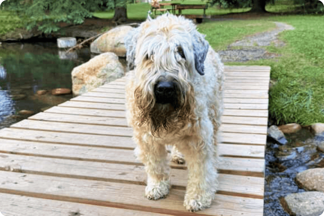 Brewster, a scruffy long-haired dog, is standing on a bridge over a small creek and looking through his long locks.