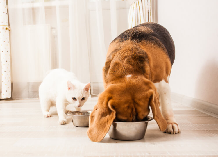 dog and cat eating out of a bowl