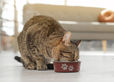 A cat eating a meal