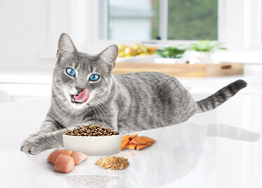 Image of cat with cat food