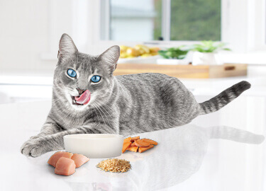 Image of cat with cat food