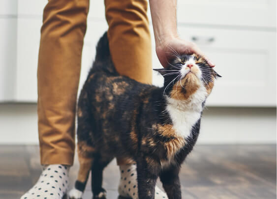 soft moist cat treats