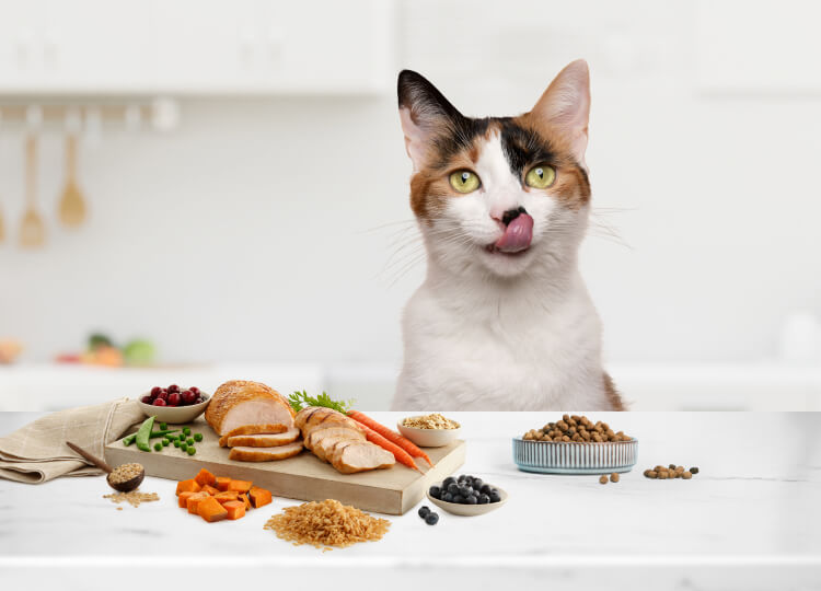 Cat sitting in a kitchen, looking forward with its tongue out, in front of a counter filled with meat, vegetables, and dry cat food, showing curiosity and interest.