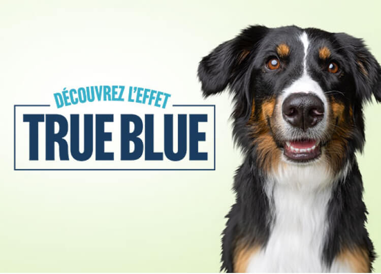Discover the True Blue Effect Log with Dog