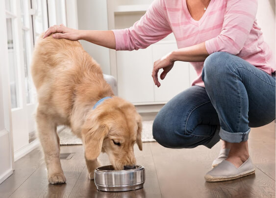 Natural dry outlet food for dogs