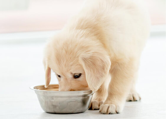 Baby BLUE puppy food