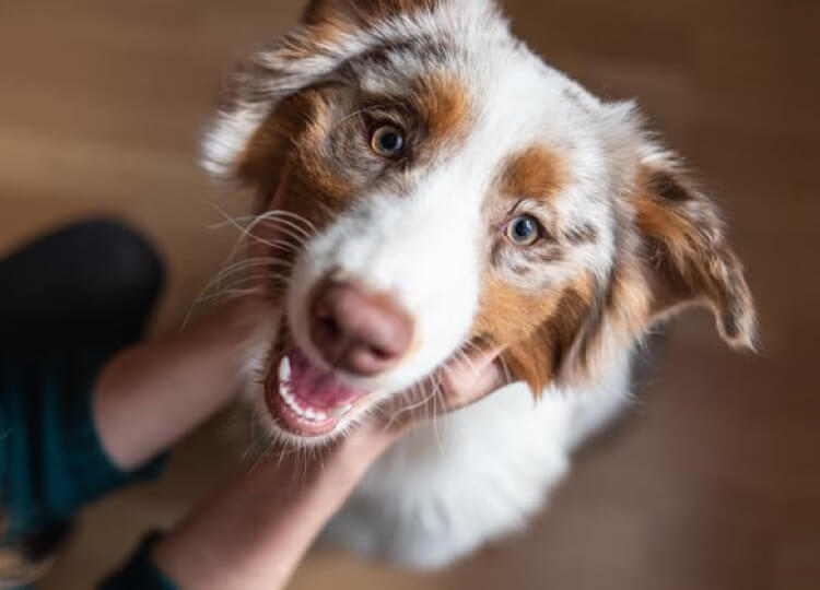 Blue buffalo sales australian shepherd