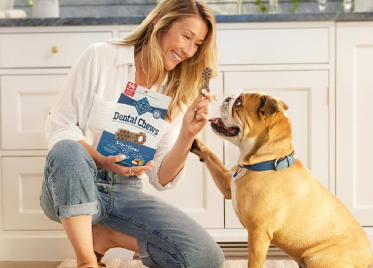 A woman is holding a BLUE Dental Chew dog treat in front of her Bulldog. A bag of BLUE Dental Chews is in her other hand. 