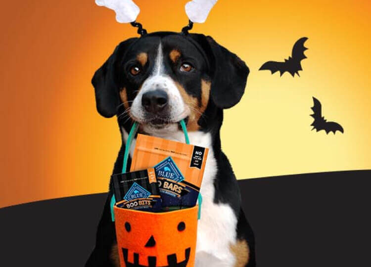 Product Finder Dog Halloween Treats