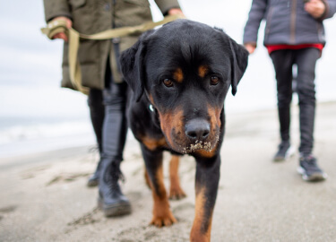 large breed dog food