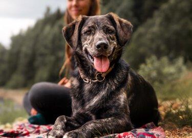 Senior dog clearance treats