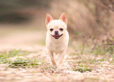 Chihuahua puppy outlet treats