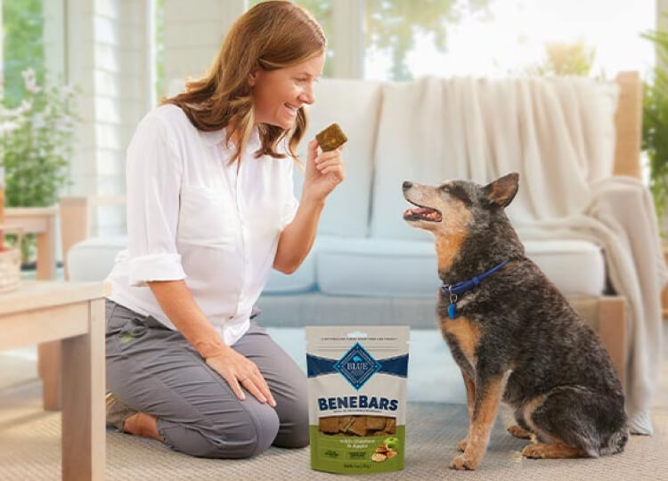 A woman is about to feed her Blue Heeler a BLUE Benebars dog treat in her living room. A bag of BLUE Benebars is next to them.