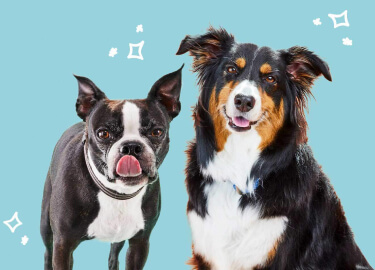 BLUE True Solutions nourriture pour chien adulte, Formule Santé