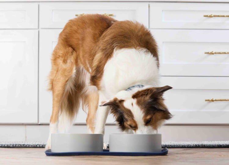 A dog eating from a bowl