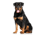 Large Breed