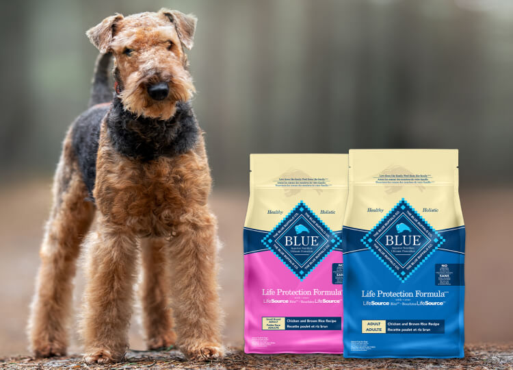 bags of blue life protection formula dry dog food
