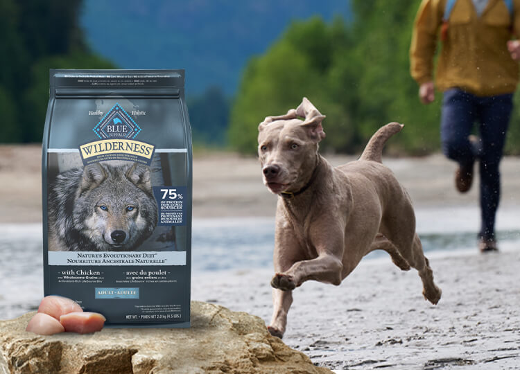 Blue buffalo high protein dog food best sale