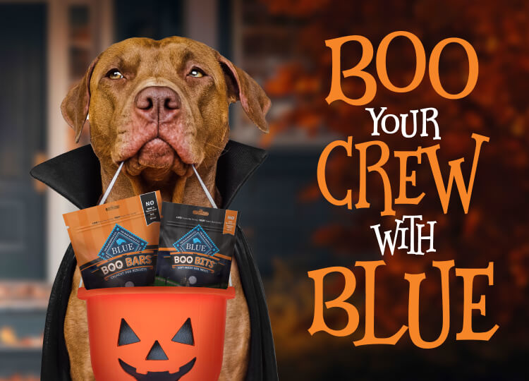 Blue Buffalo Halloween-themed dog treats hero image with Boo Bars and Boo Bits packaging, pumpkins, and spooky background decorations.