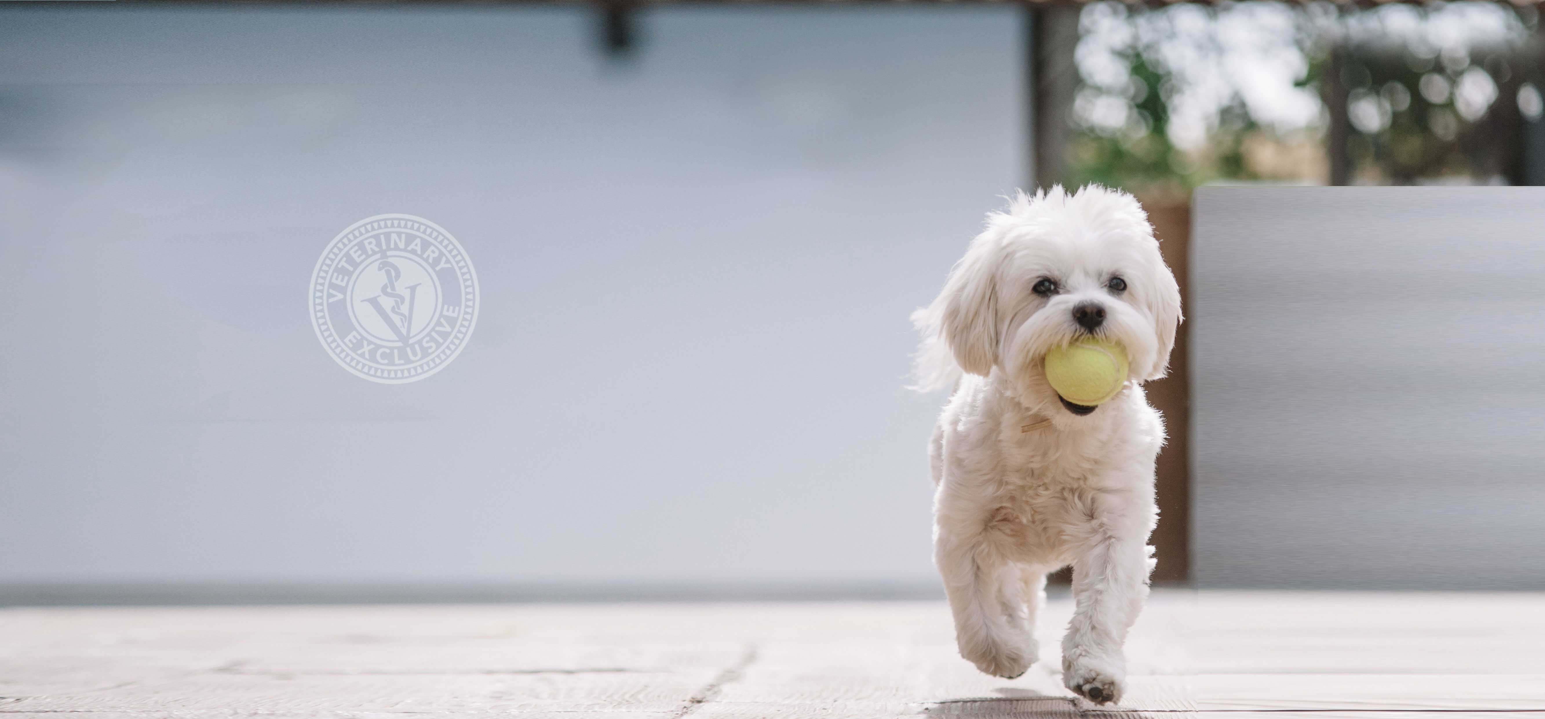 bichon frise mix carrying tennis ball