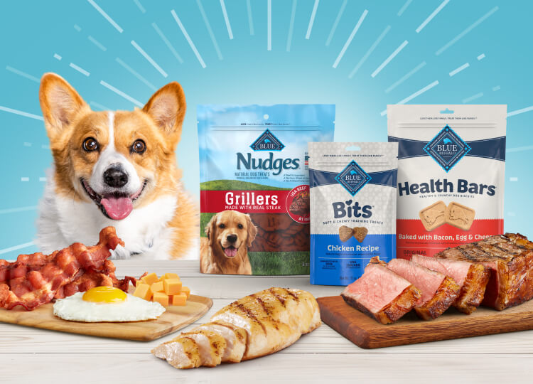 A corgi is next to bags of BLUE Nudges, Bits and Health Bars treats. Bacon, a cooked egg, cheese, and sliced meat are in front of the treats.