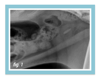 cat xray