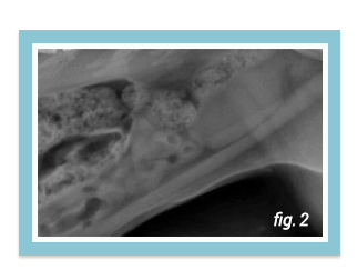 cat xray