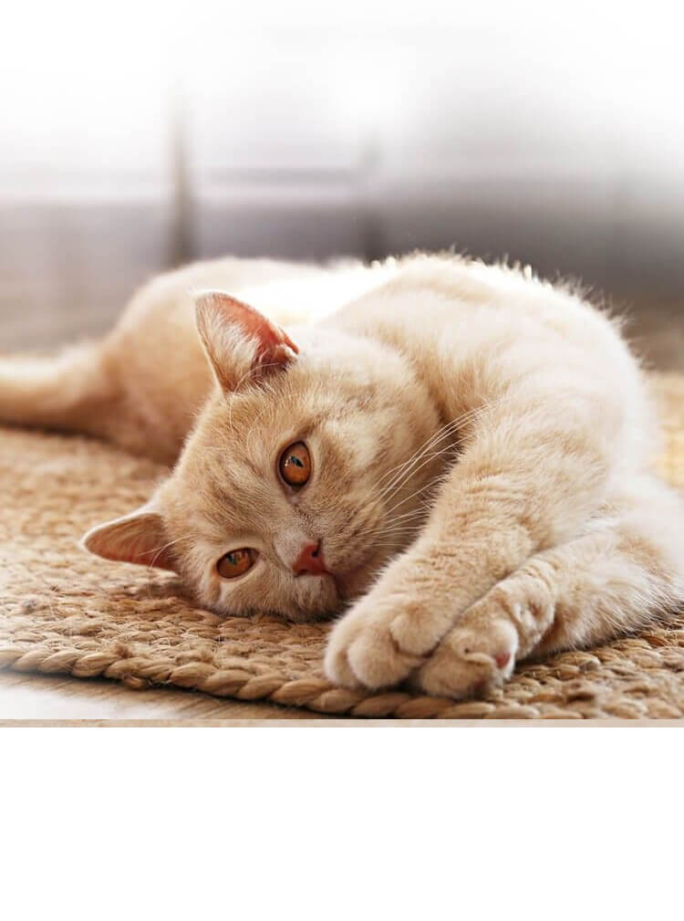 cat laying on rug with white background