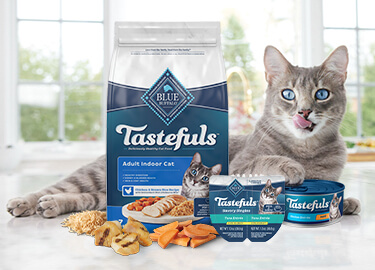 A gray tabby cat lying next to Blue Buffalo Tastefuls dry food bag and canned food, with treats spilling onto a sunny windowsill.