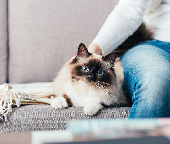 image of a white cat