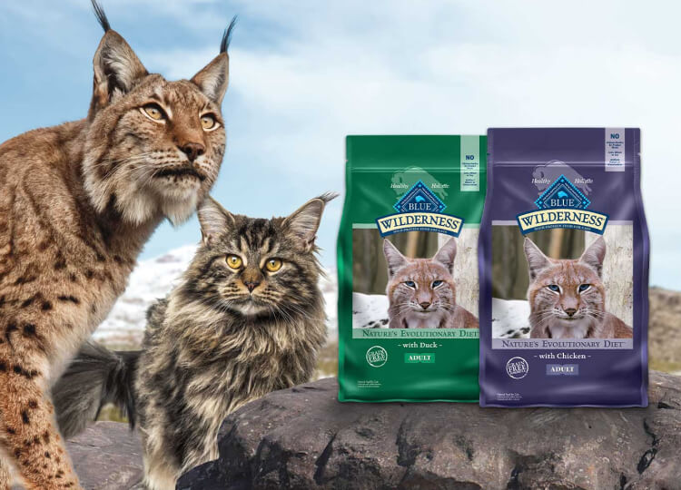 A Lynx and a Maine Coon cat next to bags of dry cat food