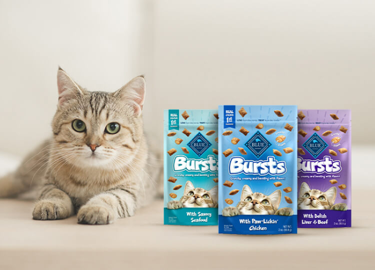 image of a cat with bags of cat food