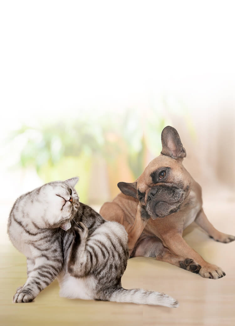 dog and cat scratching themselves