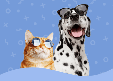 cat and dog in sunglasses